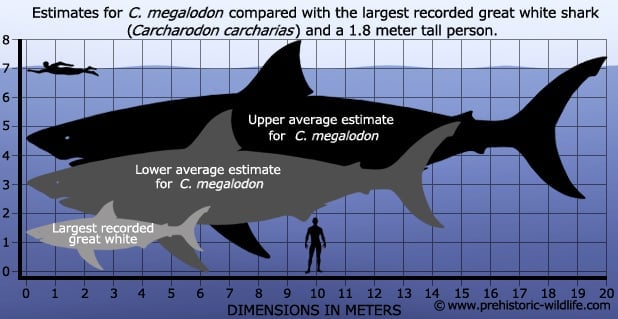 megalodon size comparison with other megalodon and human