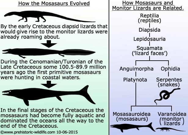 how the mosasaurs evolved and how mosasaurs and monitor lizards are related 