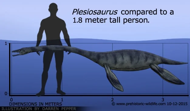 Plesiosaurus compared to a 1.8 meter tall person