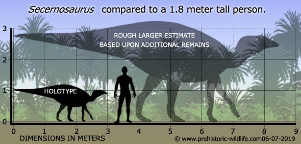 Rough Estimate of secernosaurus Compared to a 1.8 meter tall person