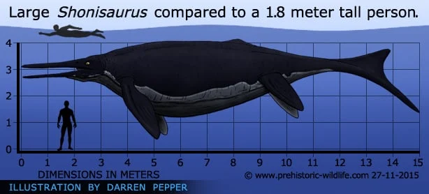 Large Shonisaurus compared toa 1.8 meter tall person.