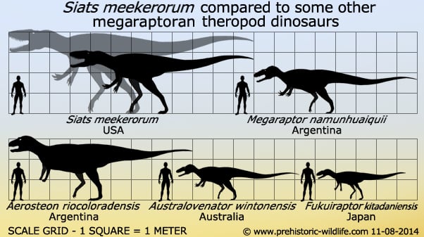 siats compared to megaraptoran theropod dinosaurs and compared to 1.8 meter tall person, in detail