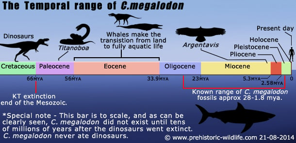 The Temporal Range of C. Megalodon