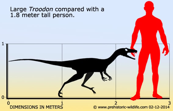 Large Troodon compared with a 1.8 meter tall person