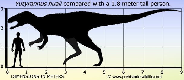 yutyrannus size Compared to a 1.8 meter tall person